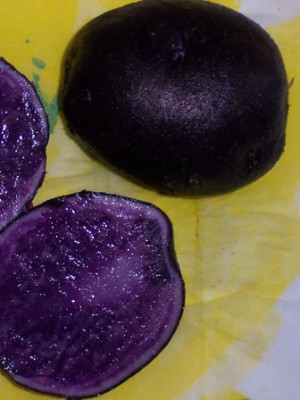 kartoffeln_blauer_schwede.jpg