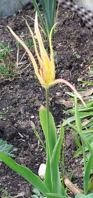 Tulipa acumunatii
