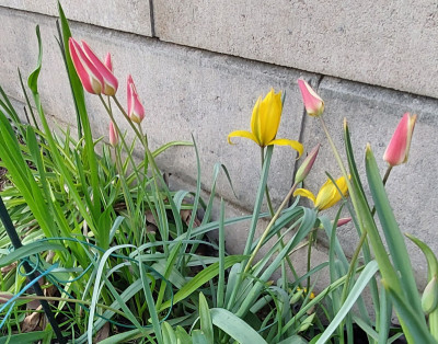 Div. Wildtulpen