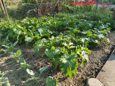 Cima di rapa Bestand 20250409.jpeg
