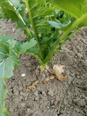 Cima di rapa Detail 20250409.jpeg