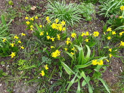Diverse gelbe Narzissen