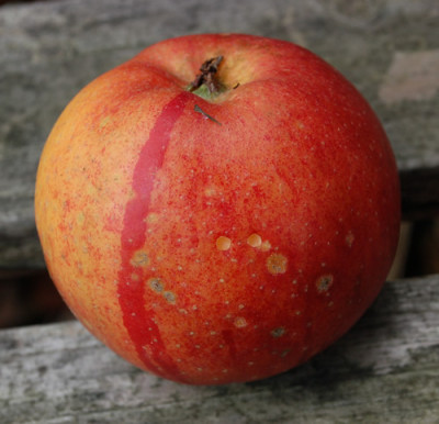 Apfel_0010__0647.jpg