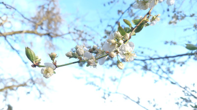 Prunus salicina chinesische Pflaume Blüte - Aus Ausaat