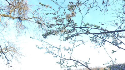 Prunus salicina chinesische Pflaume Blüte - Aus Ausaat