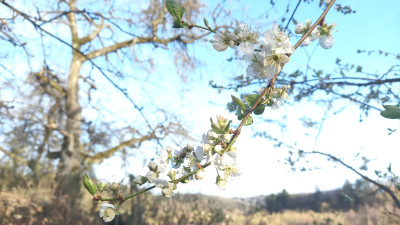 Prunus salicina chinesische Pflaume Blüte - Aus Ausaat