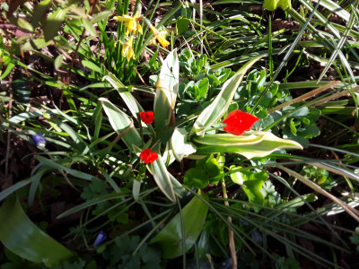 Wilde rote