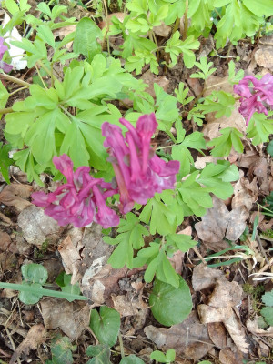 Corydalis cava