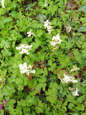 Corydalis cava