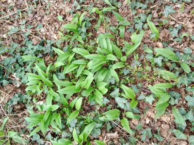 Bärlauch im Park