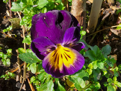 Viola tricolor Sämling.jpg