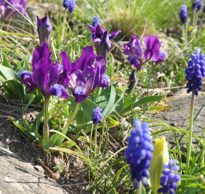 Iris pumila.jpg