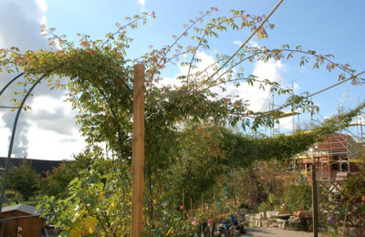 Parks_Yellow_Tea-Scented_China__Alexander_Girault_0010__0625.jpg