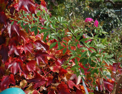 Gartendirektor_Otto_Linne_0010__0628.jpg
