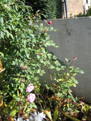 brot._cadfael_habitus_10-2008_Small.JPG