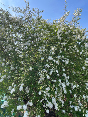 Exochorda macrantha The Bride April 2025.jpg