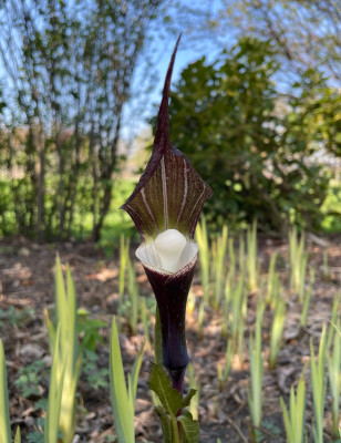 Arisaema sikokianum April 2025.jpg