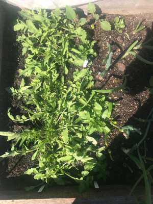Papaver roeas Amazing grey_1736.jpg