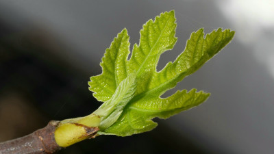 Ficus carica