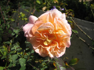 augusta_louise_10-2008_3_Small.JPG