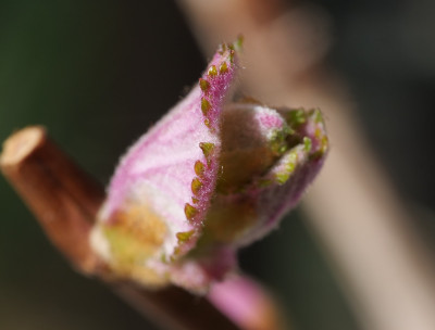 Vitis vinifera