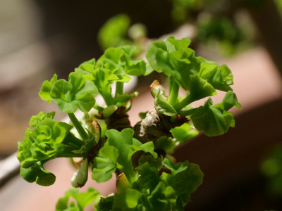 Gingko  mariken