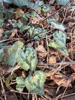 Hederifolium