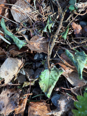 Hederifolium