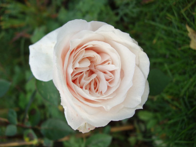 sdlm20081018.jpg