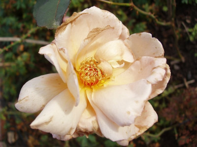 juliasrose20081018.jpg