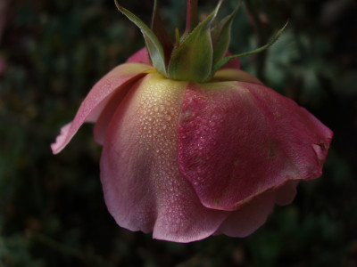lavender_pinocchio20081018.jpg
