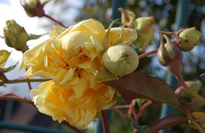 Duchesse_dAuerstaedt_0010__0621.jpg