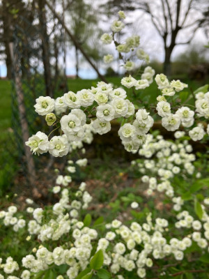 IMG_6039.jpeg