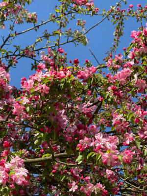 Malus