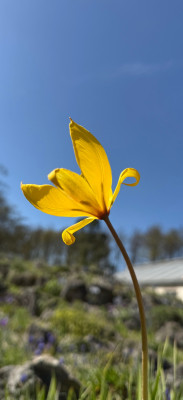 Tulipa Sylvestris