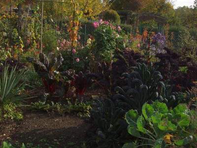 beet20081018.jpg