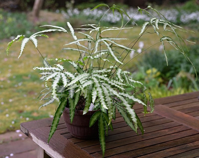 Pteris-cretica-Apr1325_003.jpg