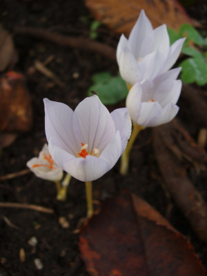 crocus20081018.jpg