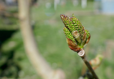 saharanpur-budbreak.jpg