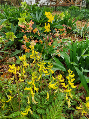 Epimedium Ellen Willmott.jpg