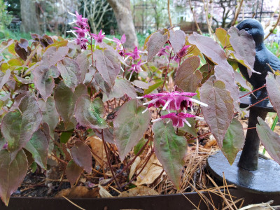 Epimedium Purple Pixie.jpg