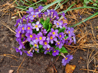 Primula Usambarablau.jpg