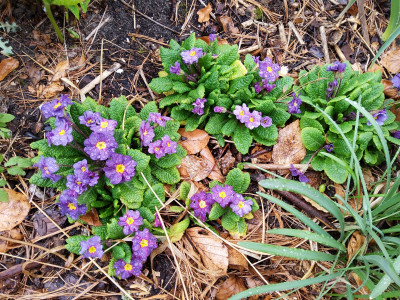 Primula violett.jpg