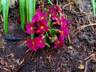 Primula falsche David Valentine.jpg