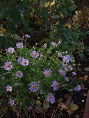 saemling20081018.jpg