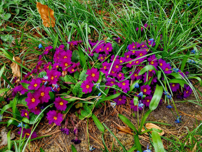 Primula Sandfrauchen.jpg