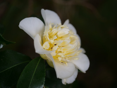 Juris Yellow