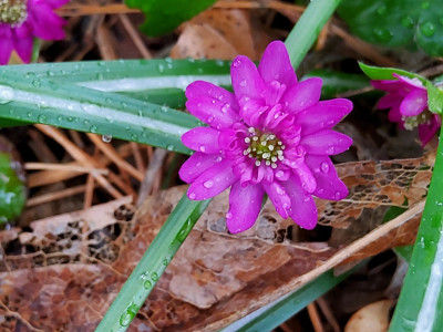 Hepatica pink bei Rosen unter Kiefer.jpg