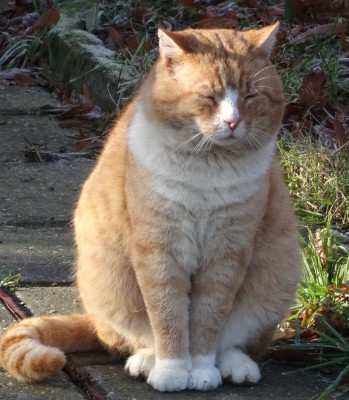 garfield24.3.jpg