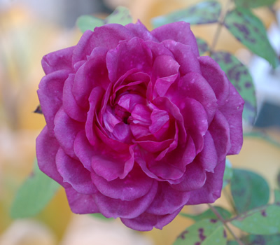 Reine_des_Violettes_40085_95.jpg